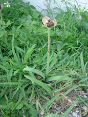Zephyranthes robusta