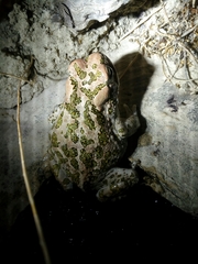 Bufotes cypriensis