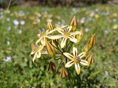 Triteleia ixioides