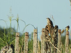 Coccyzus melacoryphus