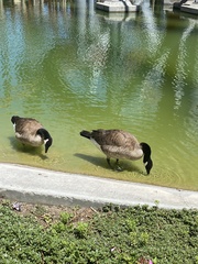 Branta canadensis