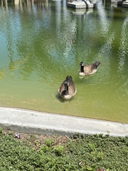 Branta canadensis