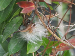 Toxocarpus wightianus