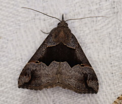 Hypena gonospilalis