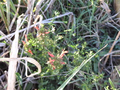 Dicliptera squarrosa