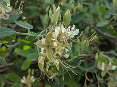 Cadaba fruticosa