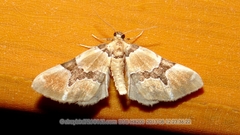 Gagitodes sagittata