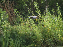 Synbranchus marmoratus