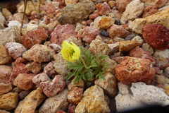 Papaver radicatum