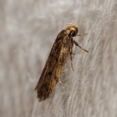 Hofmannophila pseudospretella