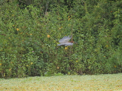 Synbranchus marmoratus