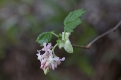 Ribes sanguineum glutinosum