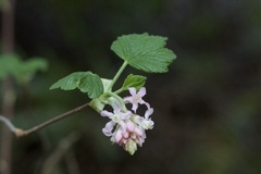Ribes sanguineum glutinosum