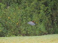 Synbranchus marmoratus