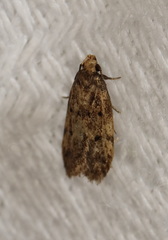 Hofmannophila pseudospretella