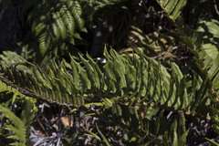 Blechnum chilense