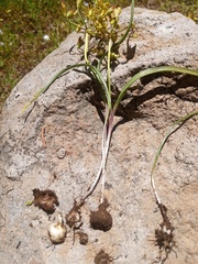 Triteleia ixioides