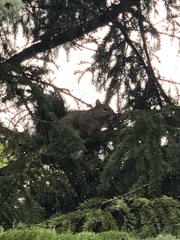 Sciurus carolinensis