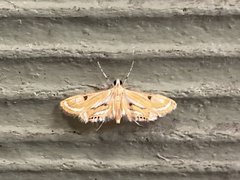 Tetrernia teminitis