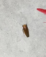 Cicadellidae