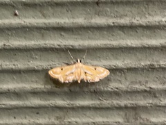 Tetrernia teminitis