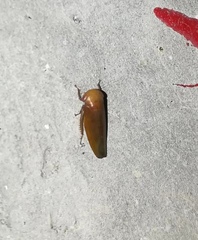 Cicadellidae