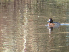 Aythya affinis