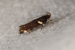 Macrobathra alternatella