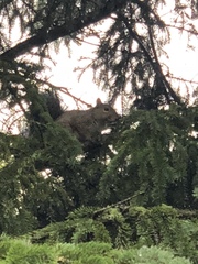 Sciurus carolinensis