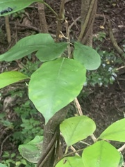 Parsonsia heterophylla