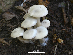Agaricales