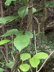 Parsonsia heterophylla