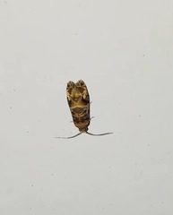 Lobesia aeolopa