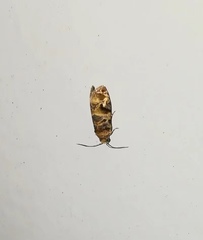 Lobesia aeolopa