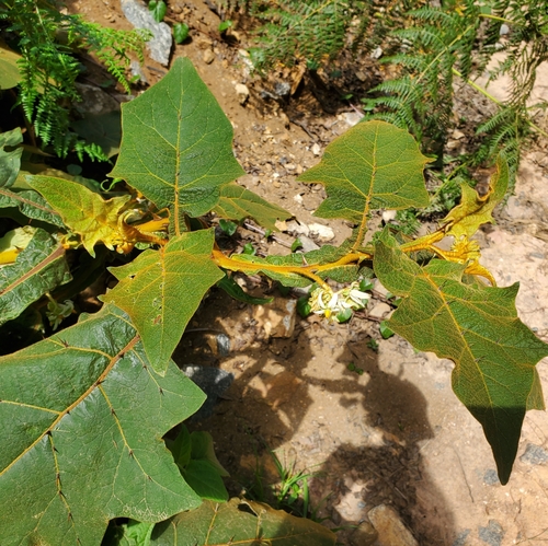 Solanum robustum