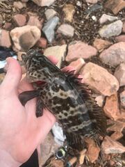 Epinephelus coioides