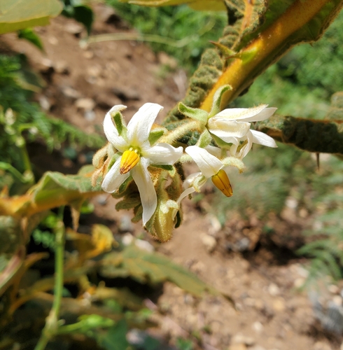 Solanum robustum