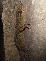 Phyllodactylus tuberculosus