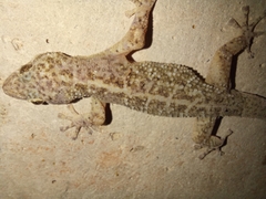 Phyllodactylus tuberculosus
