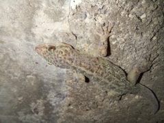 Phyllodactylus tuberculosus