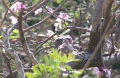 Columbina inca