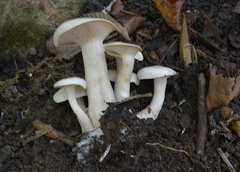 Agaricales