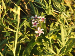 Oxypetalum solanoides