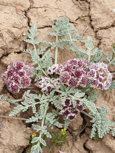 Bulbous springparsley (Cymopterus bulbosus)