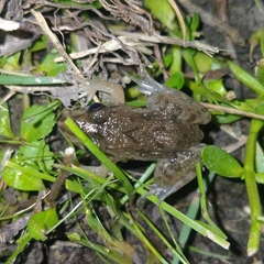 Fejervarya limnocharis