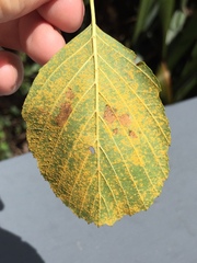 Melampsoridium betulinum