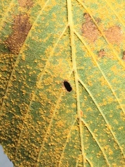 Melampsoridium betulinum