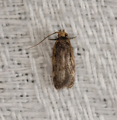 Hoplostega ochroma