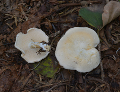 Hydnum albidum
