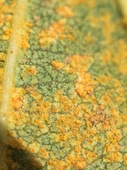 Melampsoridium betulinum